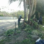 Man trimming tree in Port Shepstone