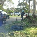 Worker cutting down a tree