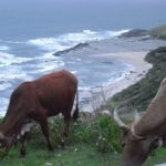 Cattle roam Transkei beaches