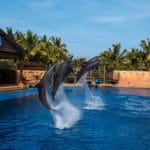 Ushaka Aquarium, dolphins