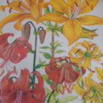 Yellow and red flowers on a book cover from Bookworm Bargains in Upper Highway KZN