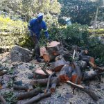 Trympre from African Sunshine tree fellers holding a chain saw while he is cutting branches into pieces in a forest