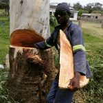 Trymore from African Sunshine tree fellers is standing with his hand inside a tree trunk which was with a chain saw, while he is holding the slice of tree trunk in his other hand.sliced open