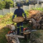 An African Sunshine tree feller team member holding a round wooden disk which he cut from a tree trunk with a stihl chain saw in a fenced off property