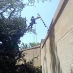 A t4am member of African Sunshine tree fellers climbing along the top branches of a tree while holding onto a ladder which is on the top of a very high wall