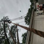 A team member of African Sunshine tree fellers standing on a ladder which is suspended from a roof top while he is holding onto the top branches of a very high tree