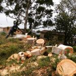 A field on which there are some trees, and wood which was cut up next to a couple of rural houses