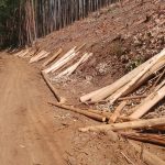 A gravel path next to a cleared forest with tree trunks of which the bark has been stripped, lying on the verge between the road and the forest